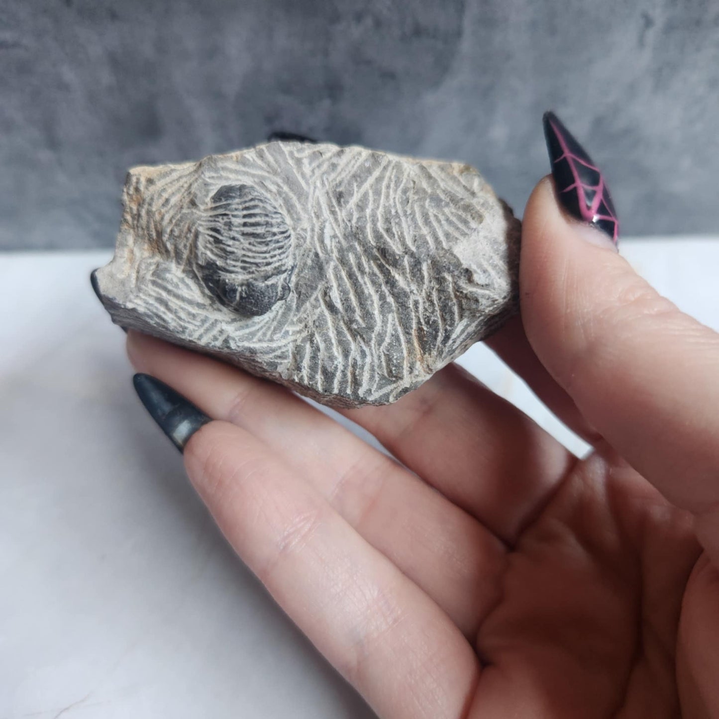 Trilobite in Matrix