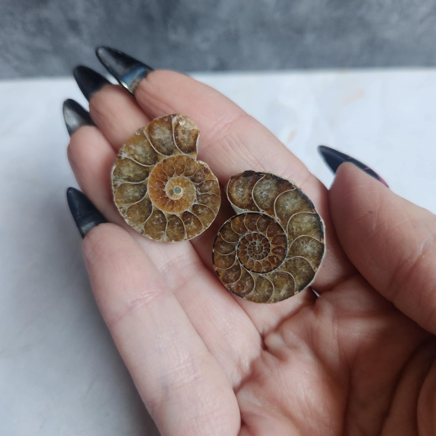 Ammonite Pair