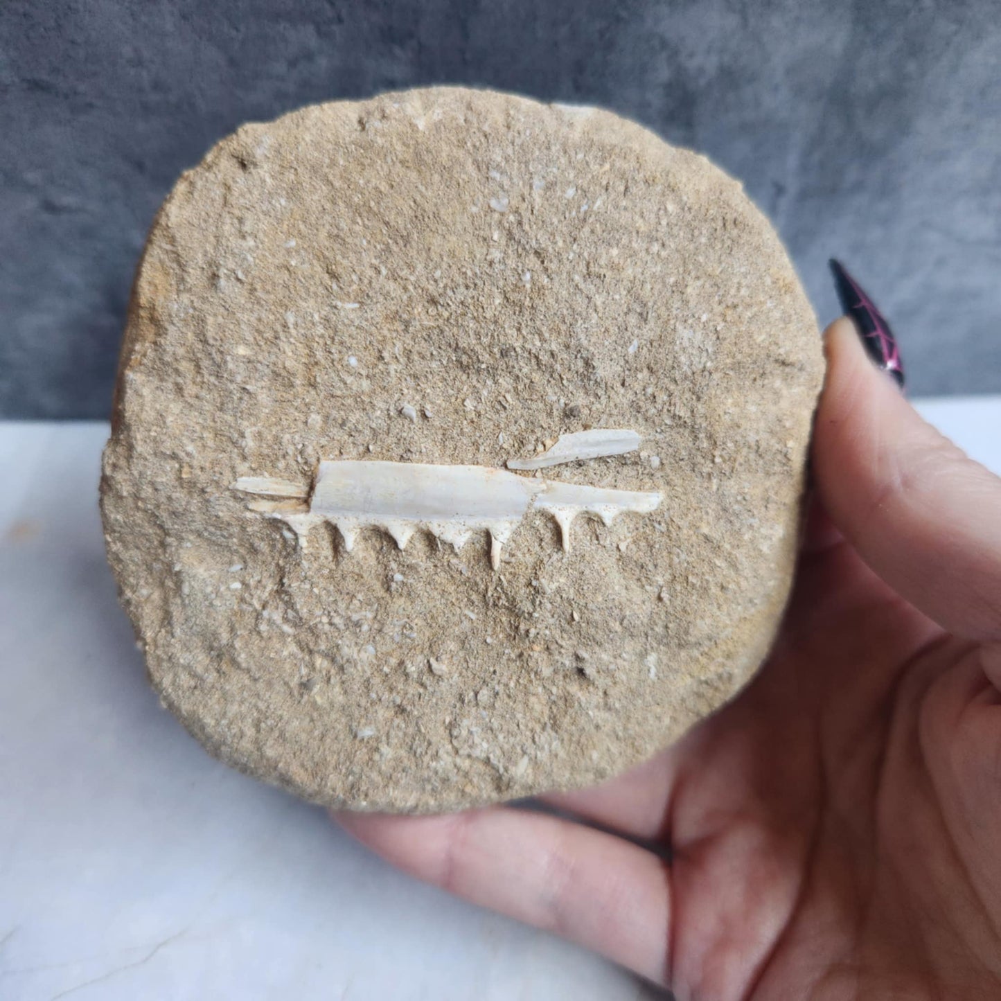 Marine- Jaw