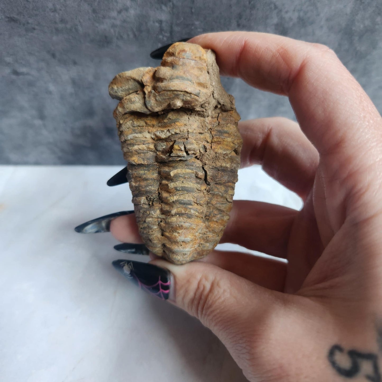 Trilobite