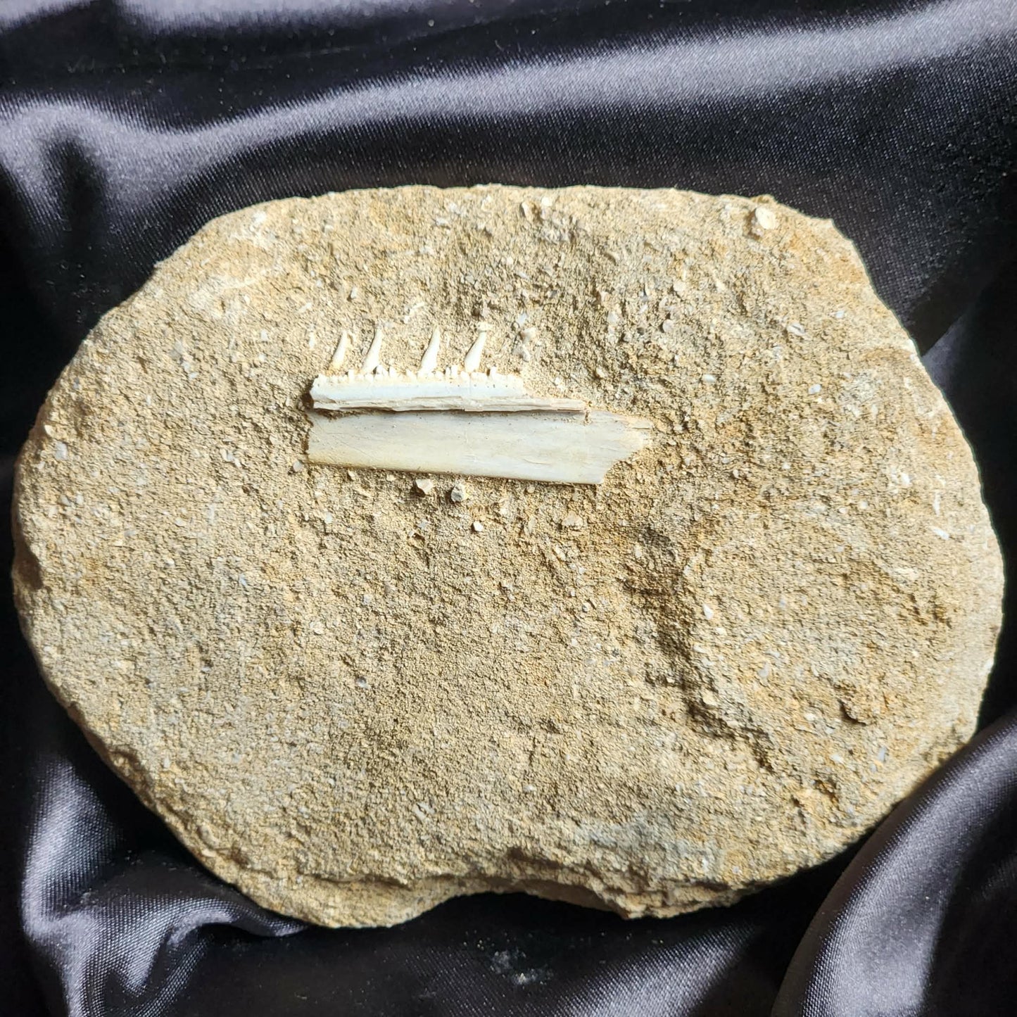 Marine Jaw in Matrix