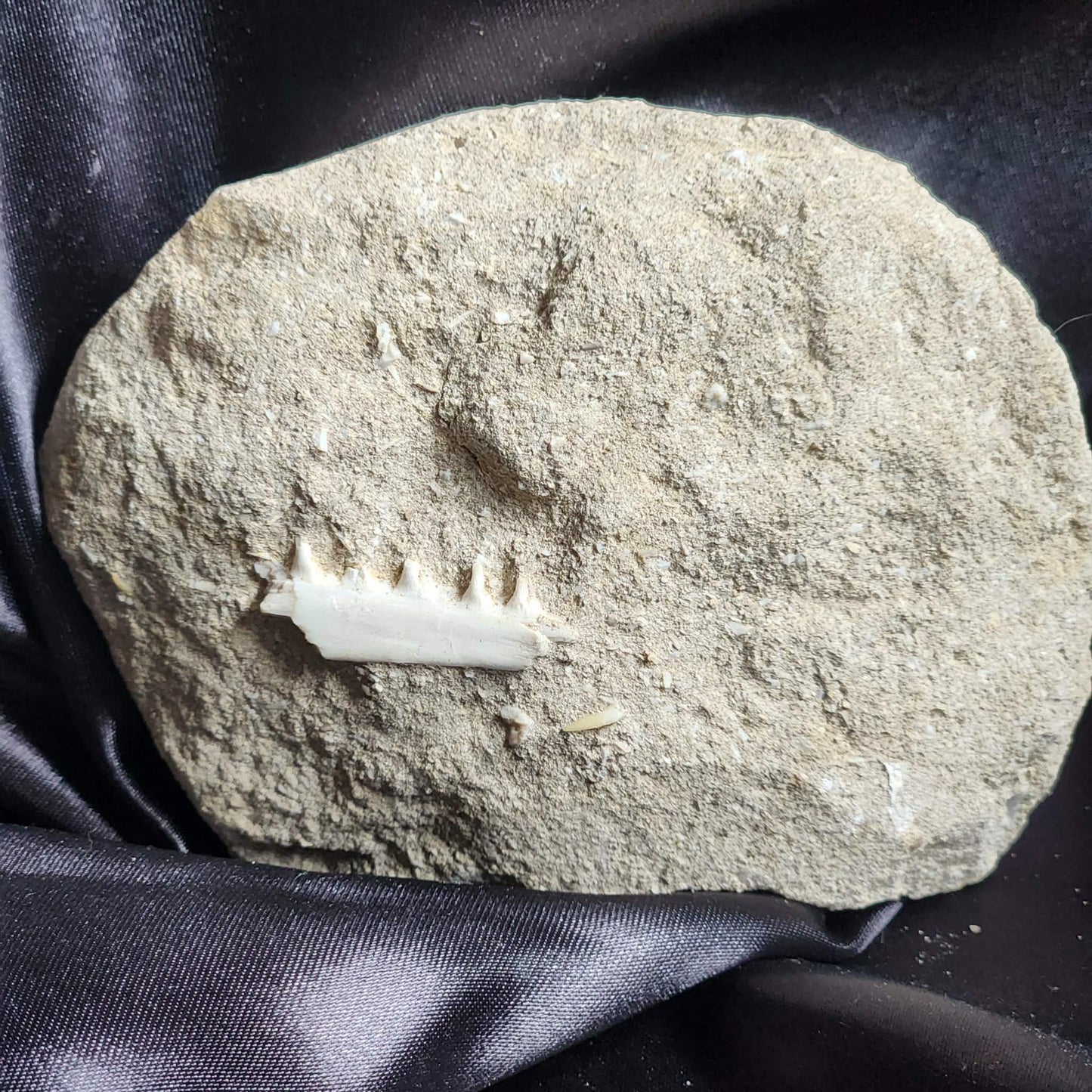 Marine Jaw in Matrix