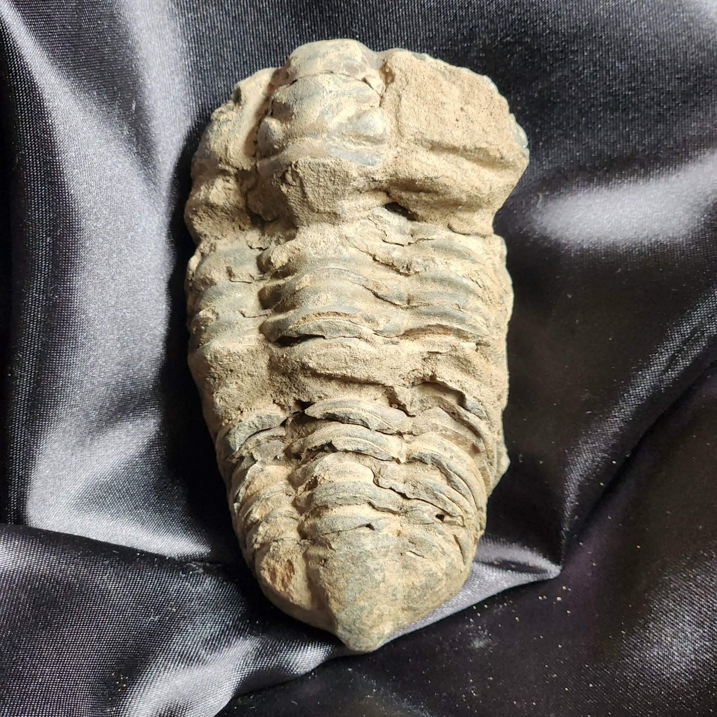 Trilobite