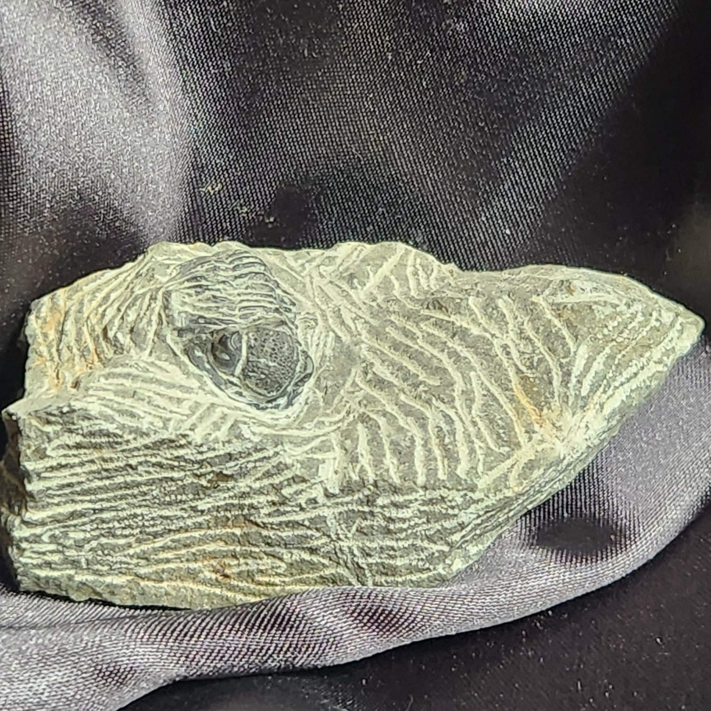 Trilobite in Matrix