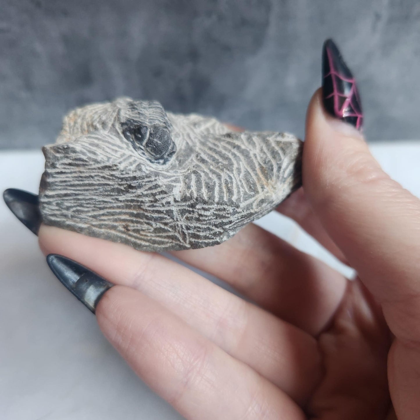 Trilobite in Matrix