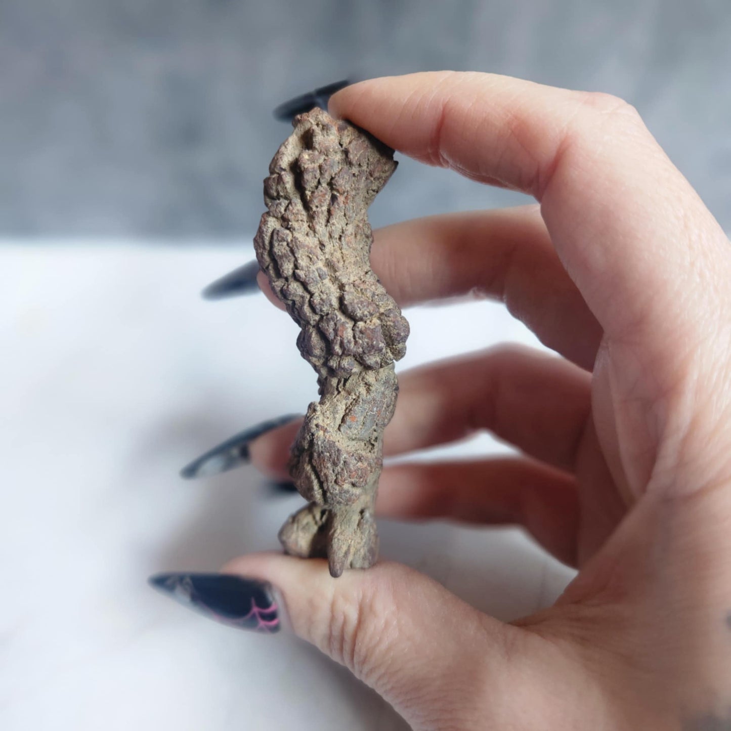 Coprolite- Turtle
