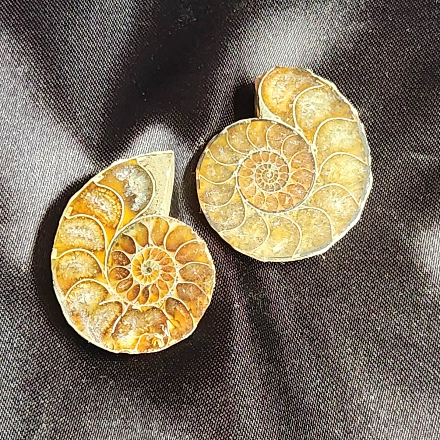 Ammonite- Pair