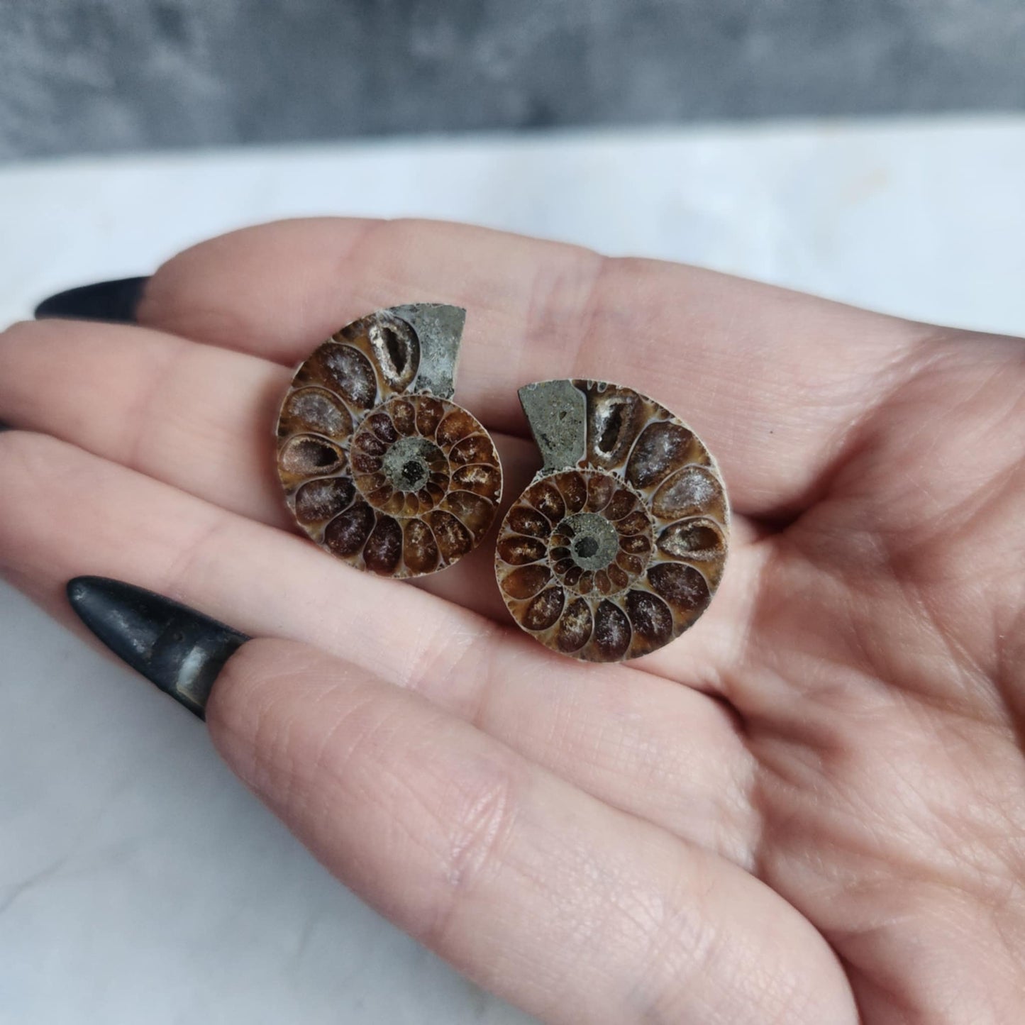 Ammonite Pair
