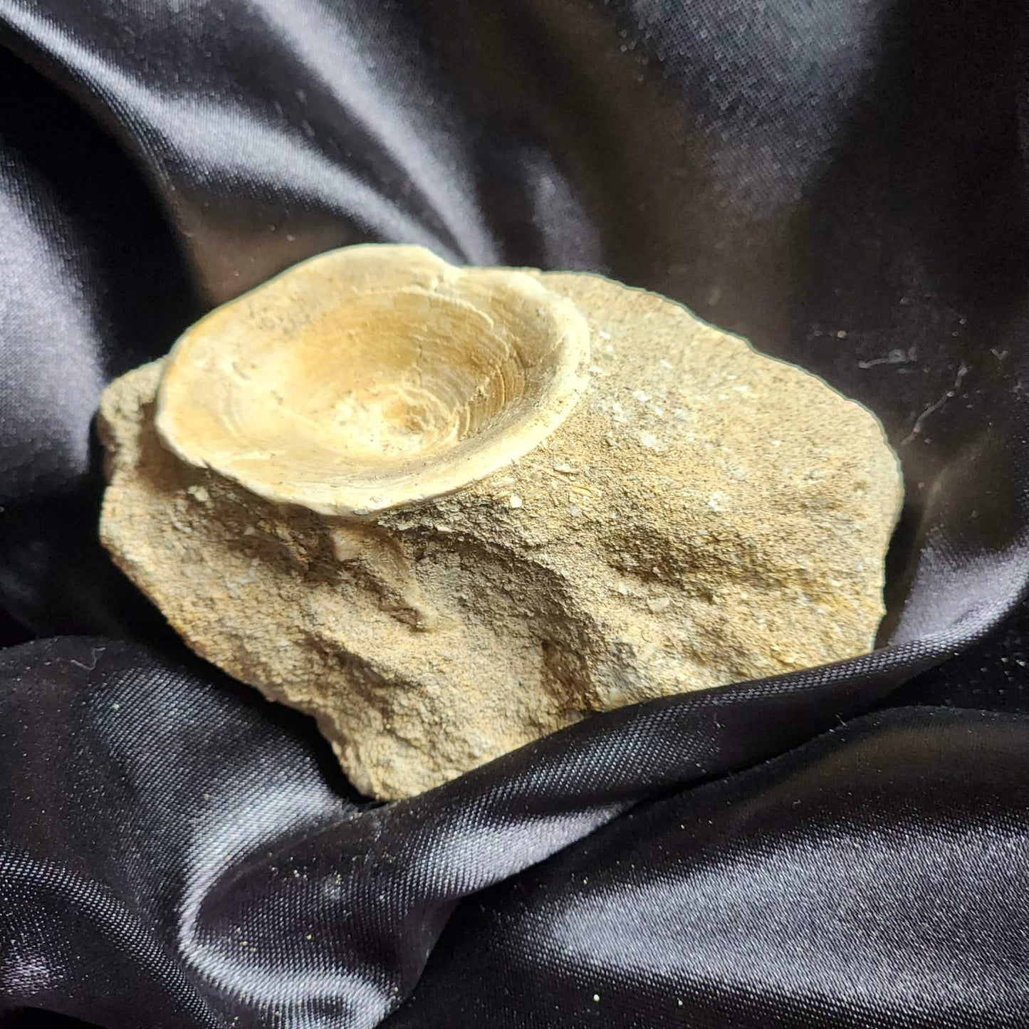 Marine Vertebrae in Matrix