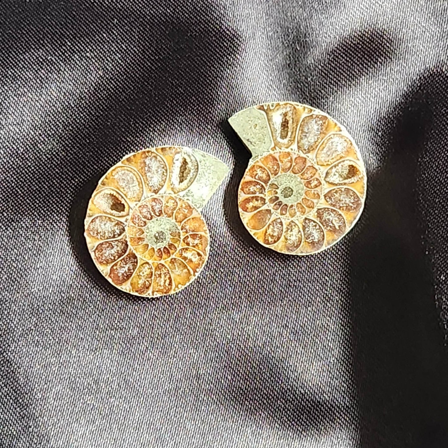 Ammonite- Pair
