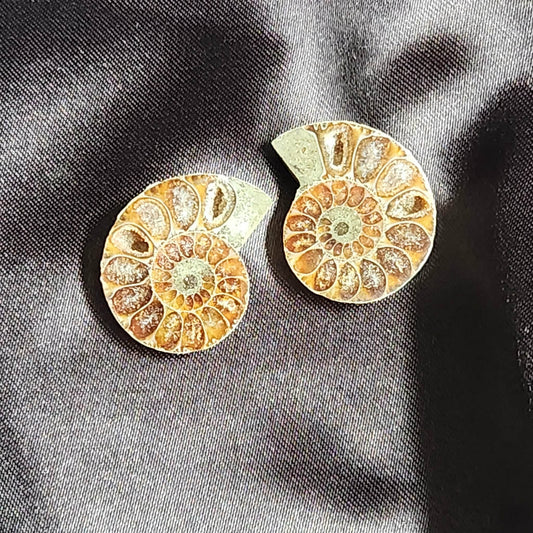 Ammonite- Pair