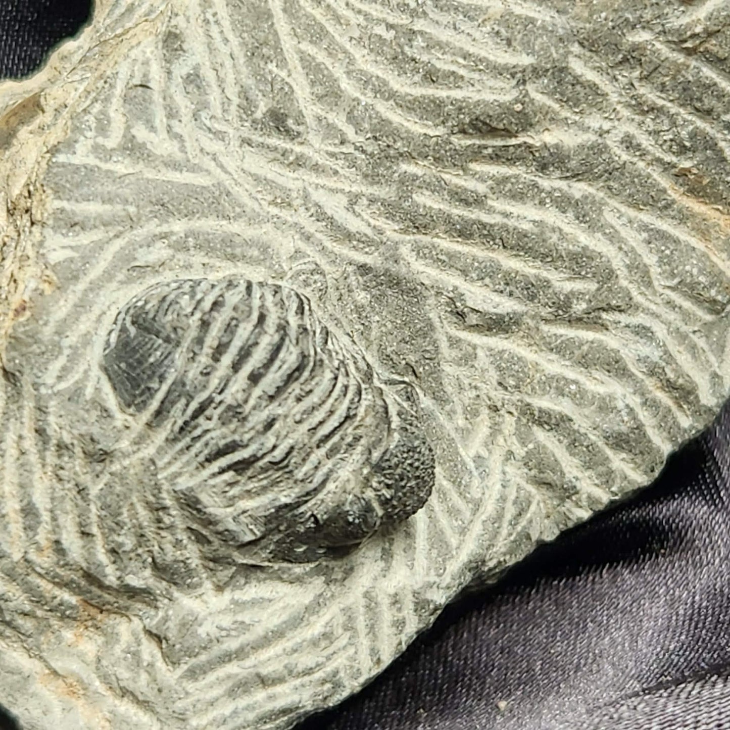 Trilobite in Matrix