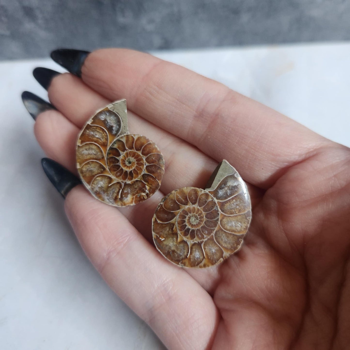 Ammonite Pair