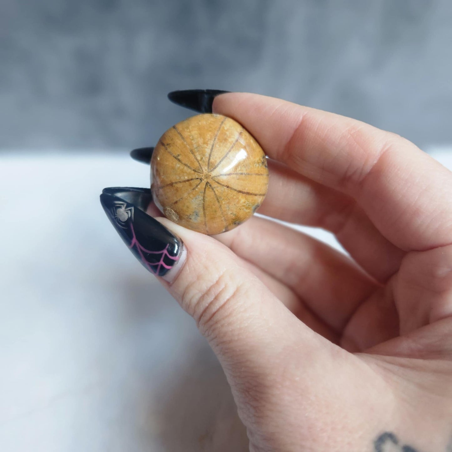 Sand Dollar