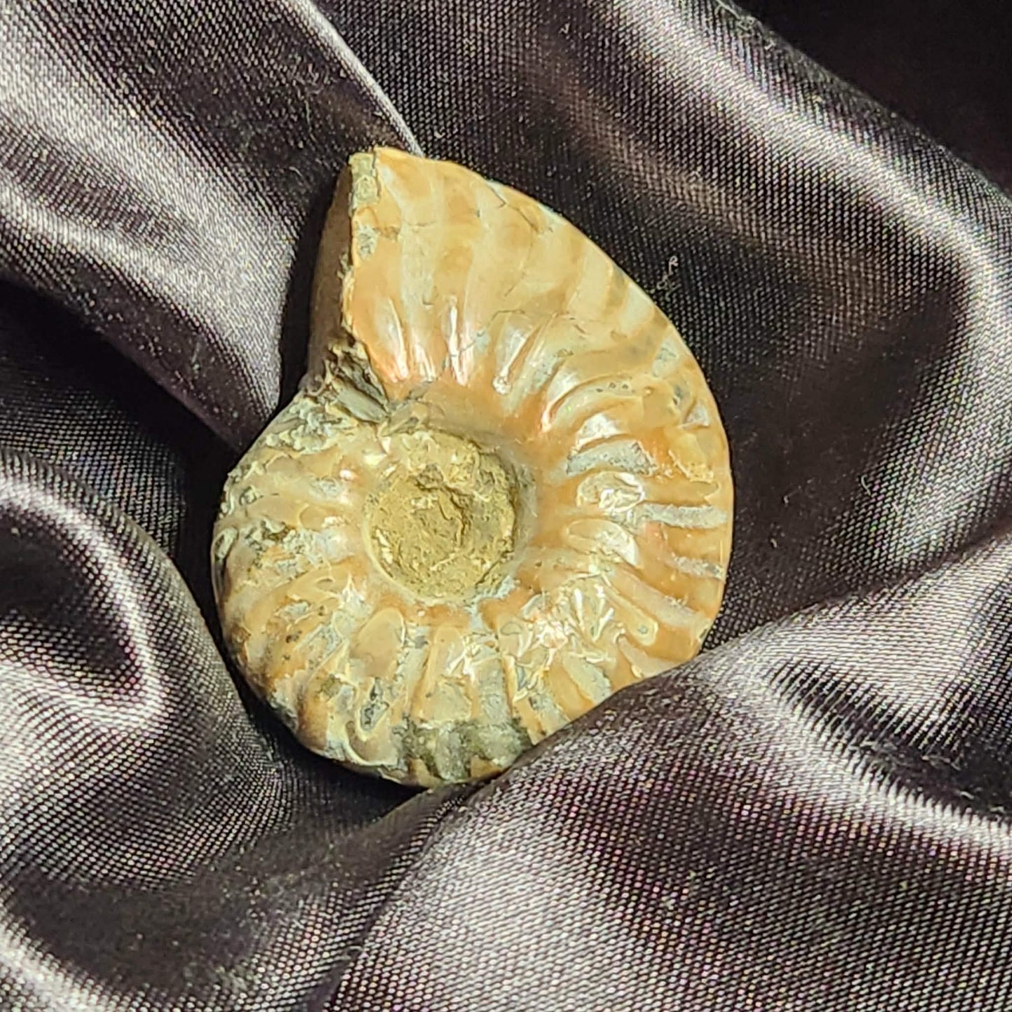 Ammonite- Full