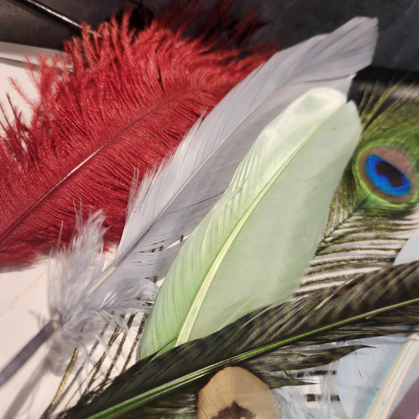 Feather Collection