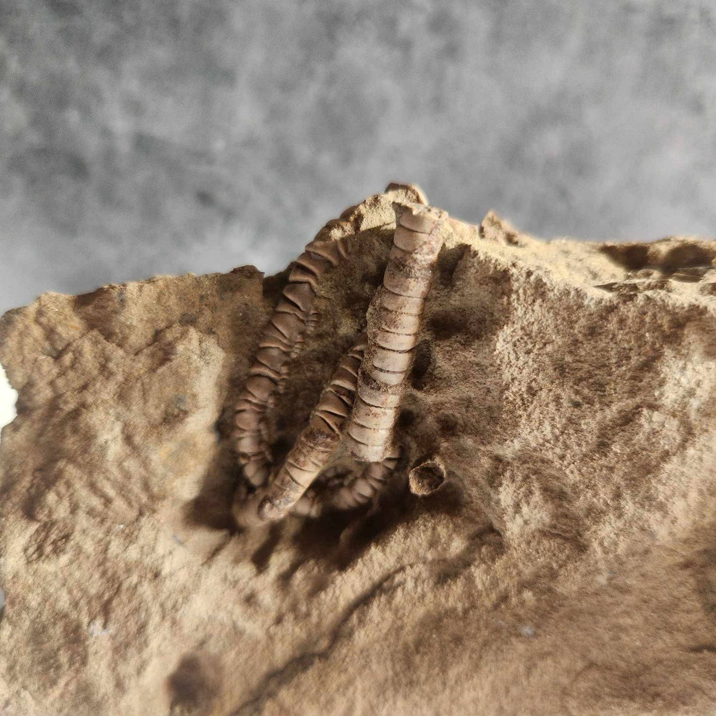 Crinoid