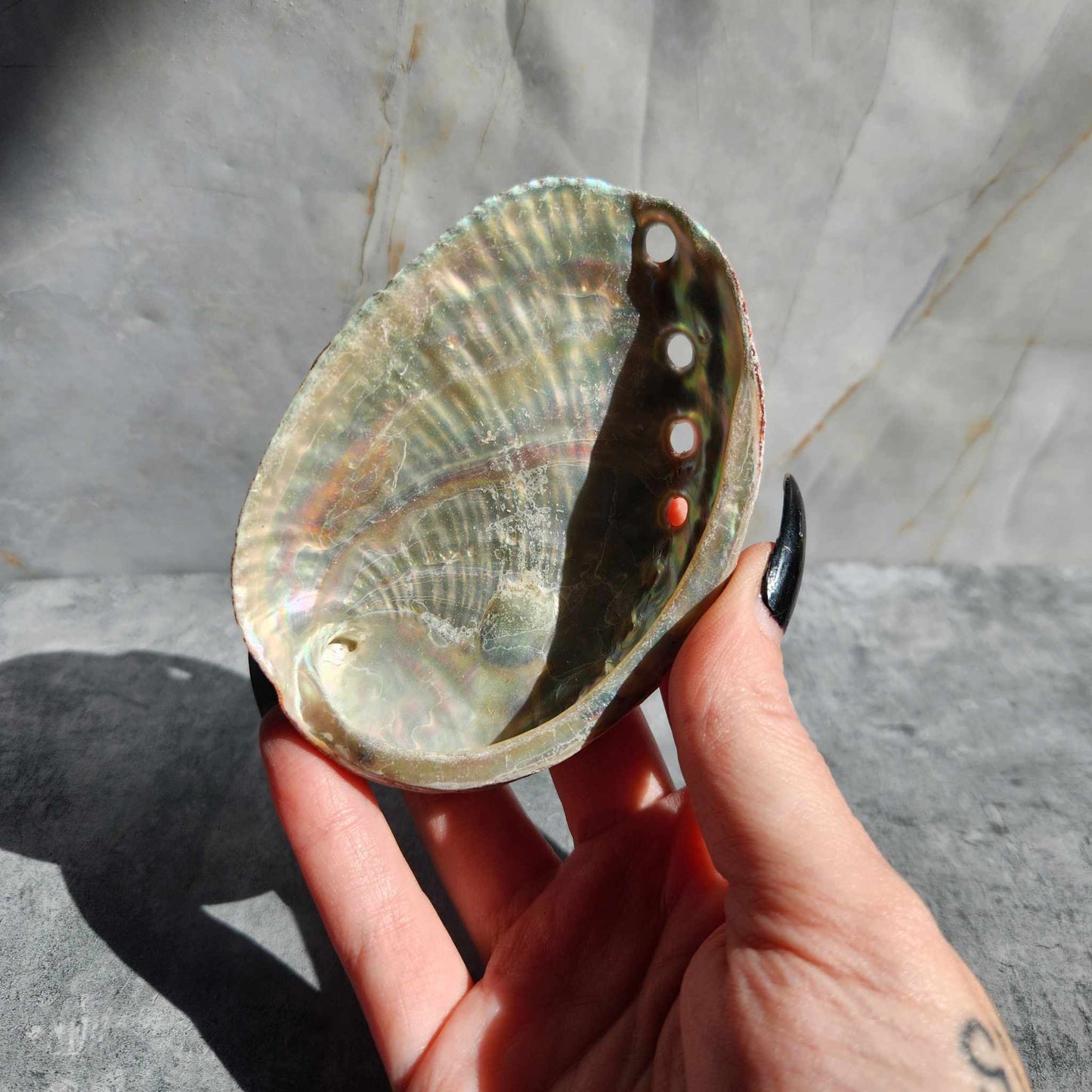 Abalone Shell