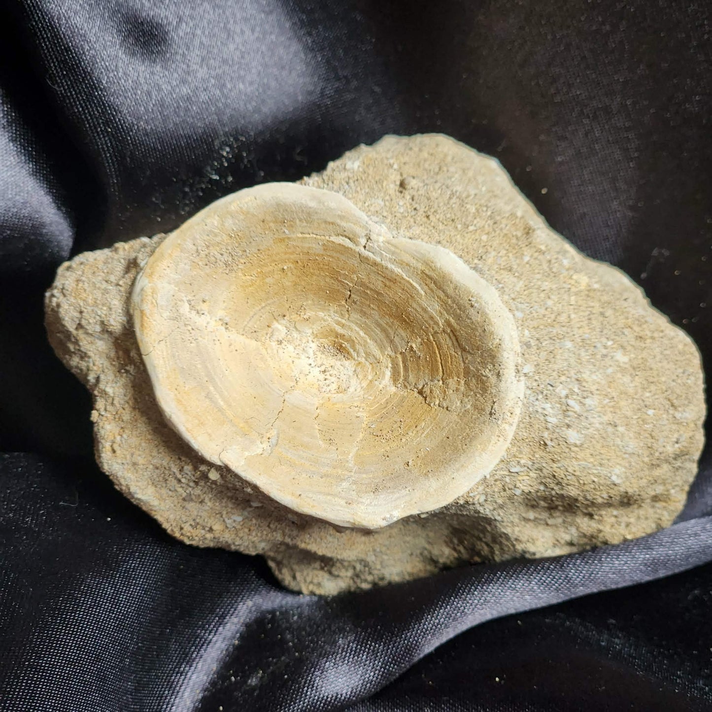 Marine Vertebrae in Matrix