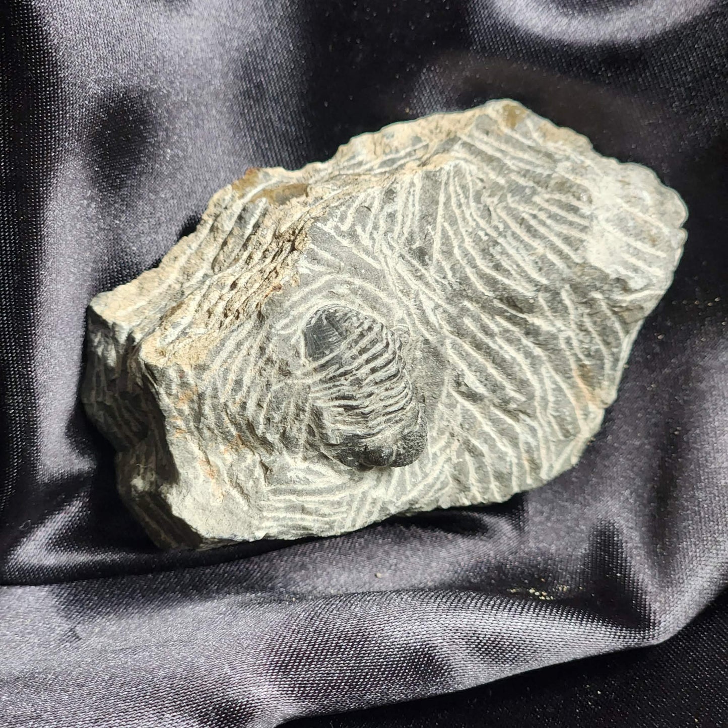Trilobite in Matrix