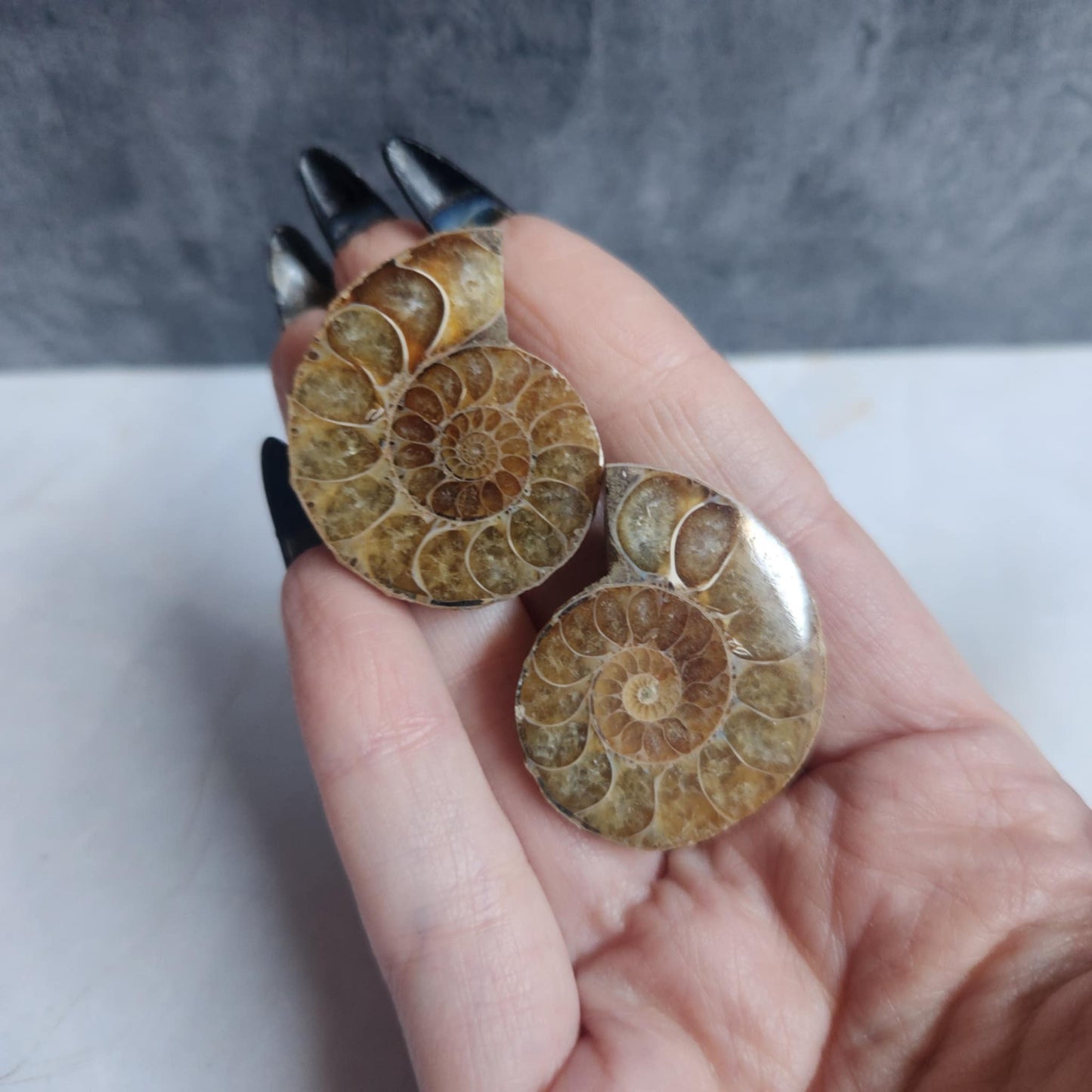 Ammonite Pair