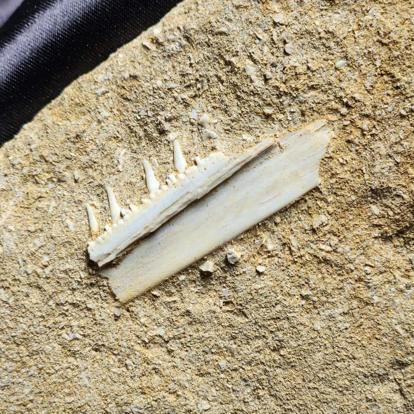 Marine Jaw in Matrix