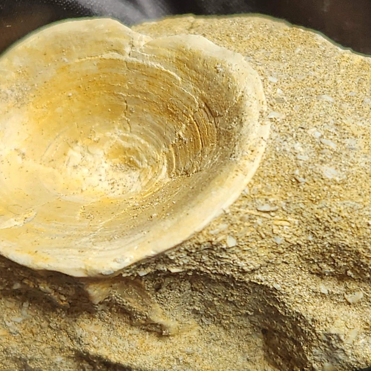 Marine Vertebrae in Matrix