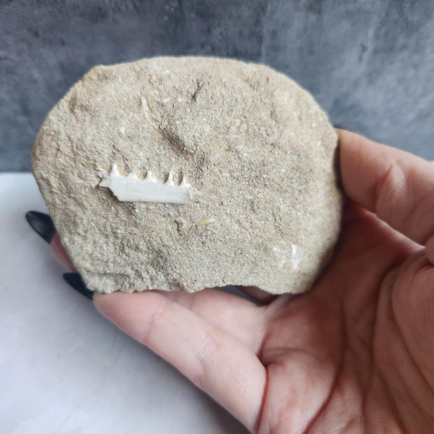 Marine- Jaw