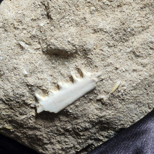 Marine Jaw in Matrix