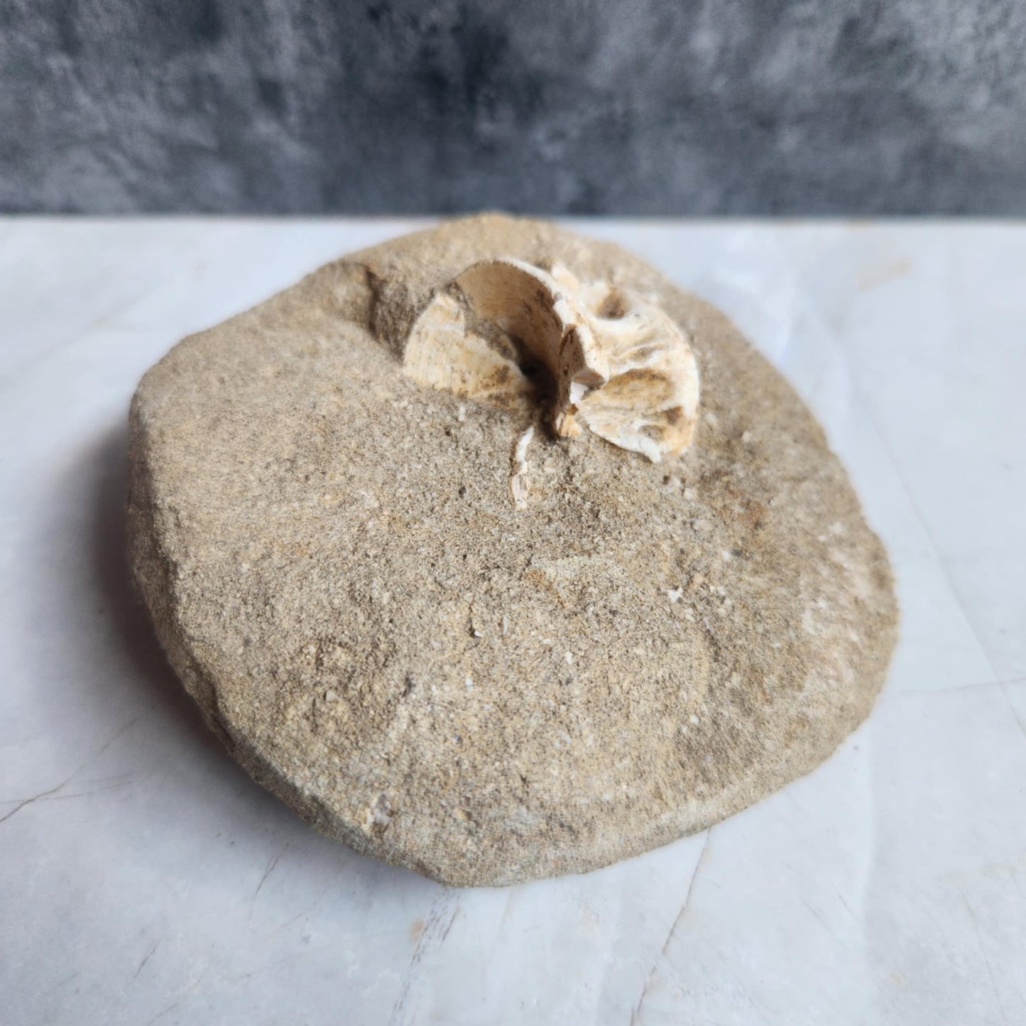 Marine- Vertebrate